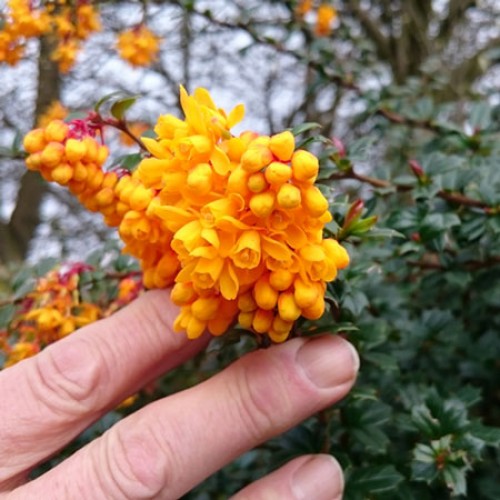 Berberis darwinii deals